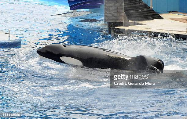 Killer whale "Tilikum" appears during its performance in its show "Believe" at Sea World on March 30, 2011 in Orlando, Florida. "Tilikum" is back to...