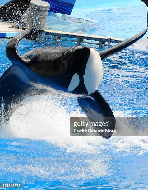 Killer whale "Tilikum" appears during its performance in its show "Believe" at Sea World on March 30, 2011 in Orlando, Florida. "Tilikum" is back to...