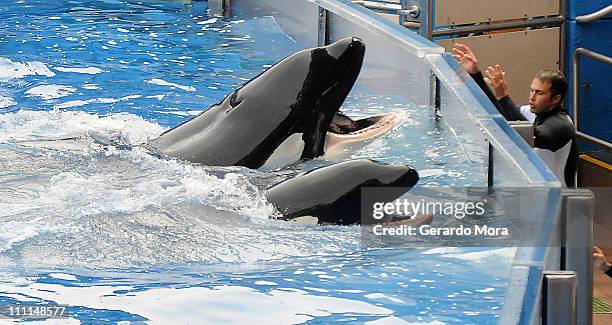 Killer whale "Tilikum" appears during its performance in its show "Believe" at Sea World on March 30, 2011 in Orlando, Florida. "Tilikum" is back to...