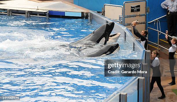 Killer whale "Tilikum" appears during its performance in its show "Believe" at Sea World on March 30, 2011 in Orlando, Florida. "Tilikum" is back to...