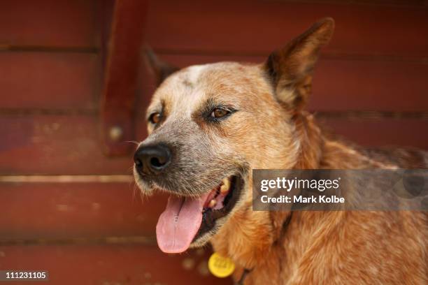 Rusty an Australian blue cattle dog sits on the back of Kinnon & Co's Cobb & Co Stage Coach on March 25, 2011 in Longreach, Australia. Queensland...