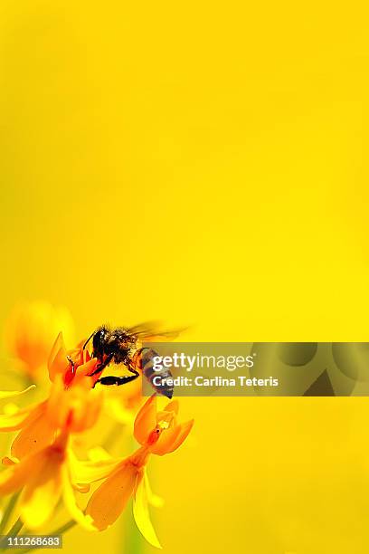 honey bee on yellow flowers - honey bee and flower stock pictures, royalty-free photos & images