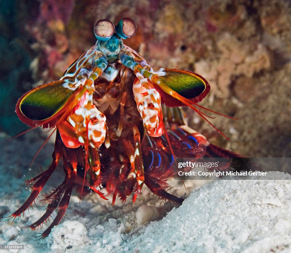 Mantis shrimp