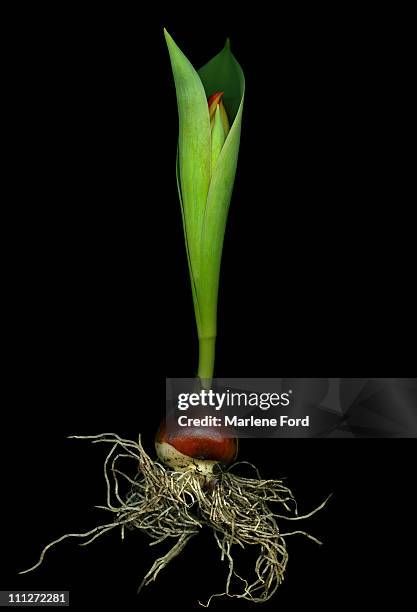 tulip bud - plant bulb stock pictures, royalty-free photos & images