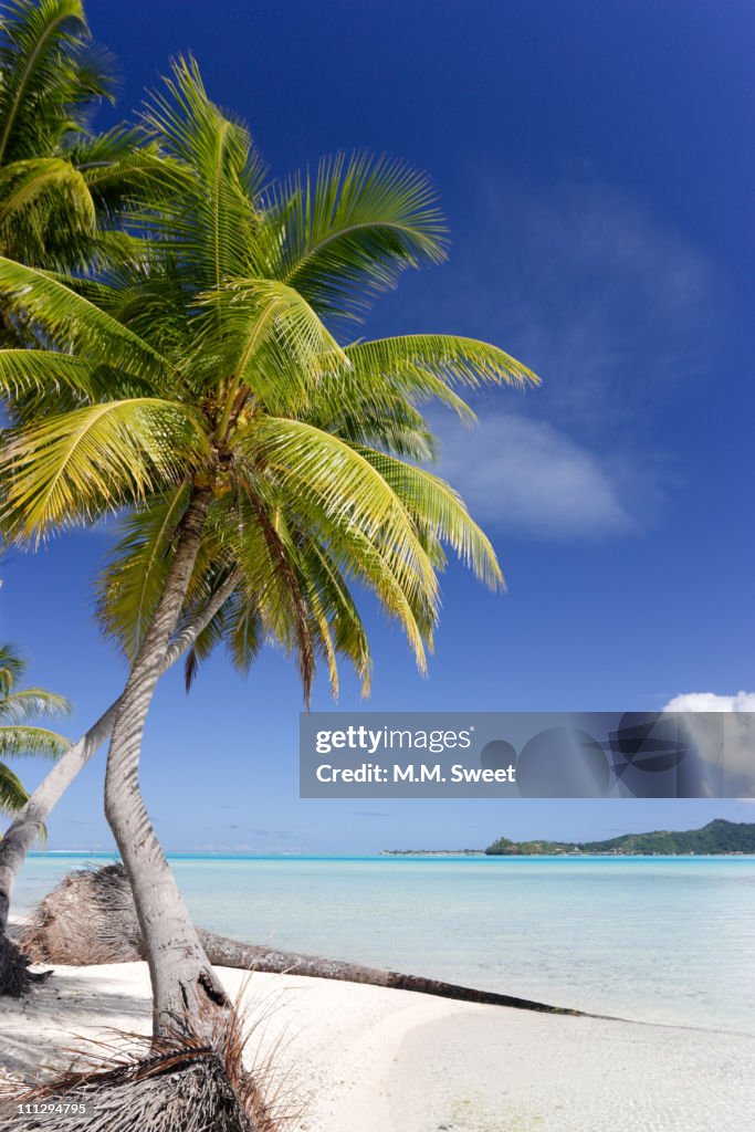 Palm tree on beach