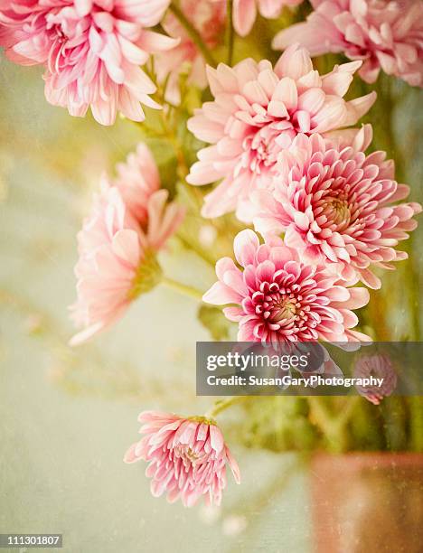 bouquet of pink cushion mums in a vase - chrysanthemum fotografías e imágenes de stock