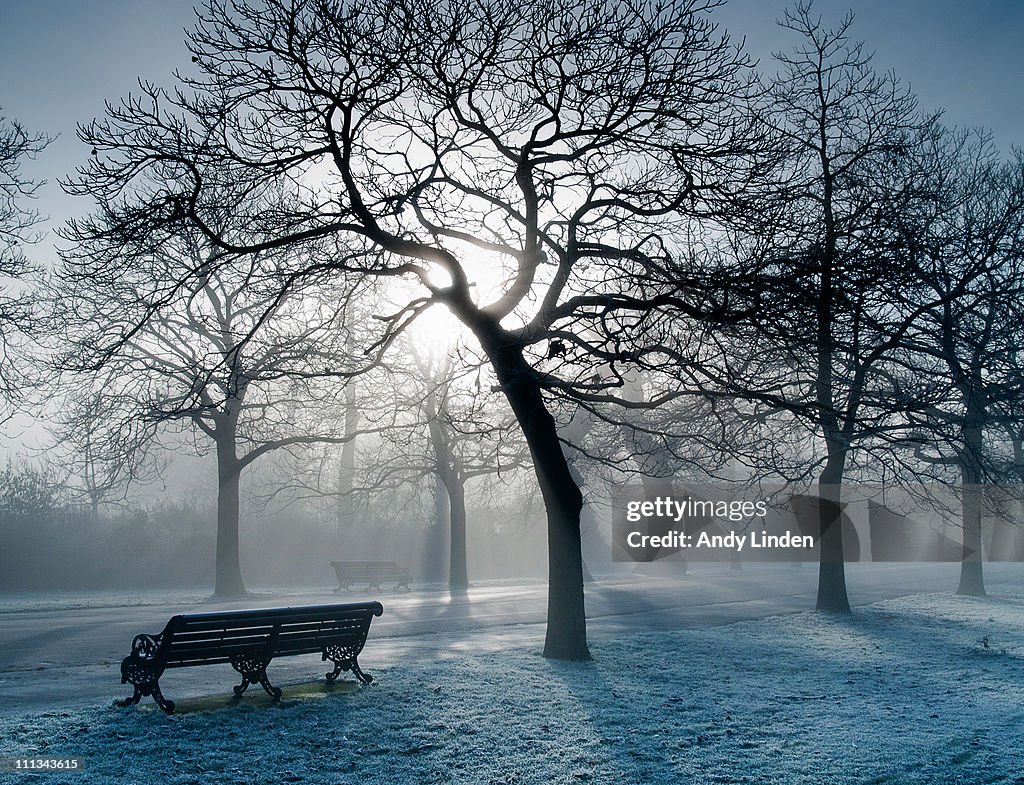 Misty Morning In Greenwich Park