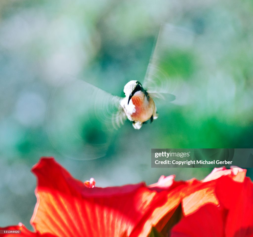 Hummingbird on hibiscus