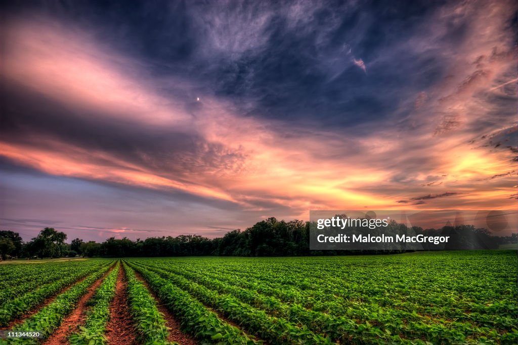 Sunset over a Soybean Field