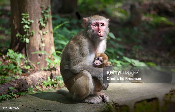 rhesus macaque monkey in zhangjiajie national park - rhesus macaque stock pictures, royalty-free photos & images