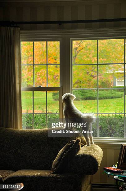 puppy dog looking outside - drapeado stock pictures, royalty-free photos & images