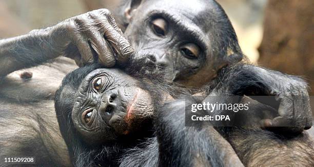 Delouse Central Chimpanzees Photos and Premium High Res Pictures - Getty Images