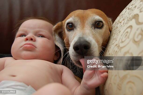 beagle dog licks baby hand - dog licking stock pictures, royalty-free photos & images