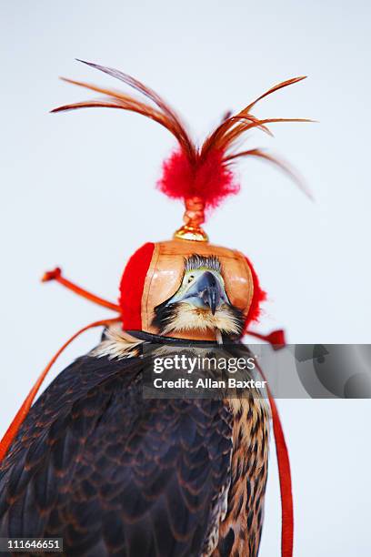 saker - saker falcon falco cherrug stock pictures, royalty-free photos & images