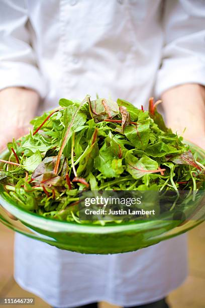 chef holding plate of verdant green salad - groene salade stockfoto's en -beelden