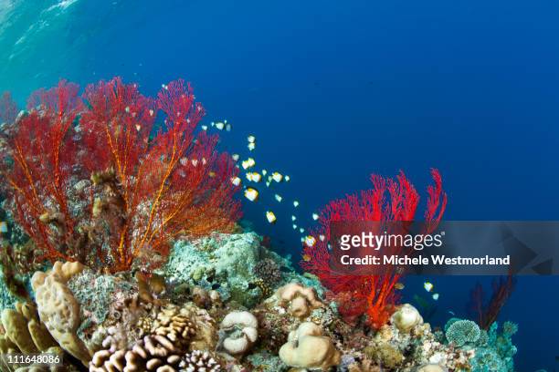 reef scene - reef stockfoto's en -beelden