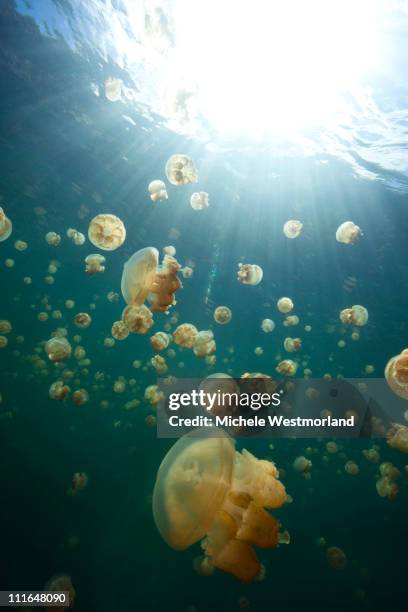 jellyfish lake - trimma okinawae stock pictures, royalty-free photos & images