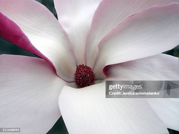 close up magnolia flower - magnolia stock-fotos und bilder