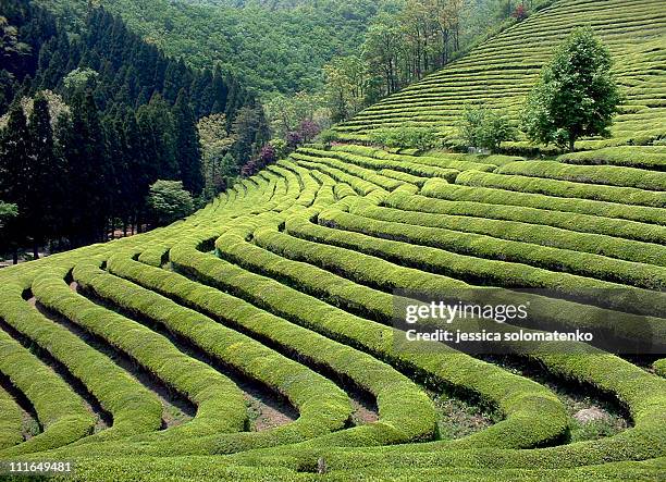 boseong green tea field - jeollanam do stock pictures, royalty-free photos & images