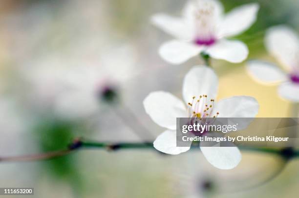 painted white blossom - hagtorn bildbanksfoton och bilder