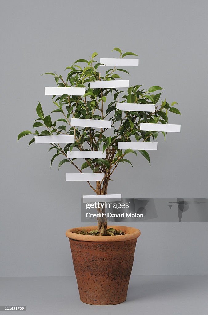 Potted "family-tree"