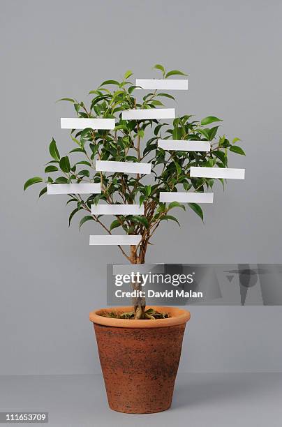 potted "family-tree" - stamboom stockfoto's en -beelden