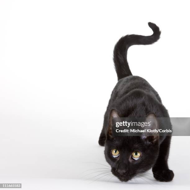 Timid Kitty Timid Cat Photos and Premium High Res Pictures - Getty Images