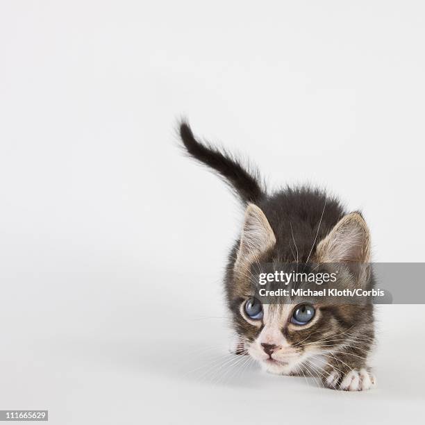 timid kitten - domestic cat stalking stock pictures, royalty-free photos & images