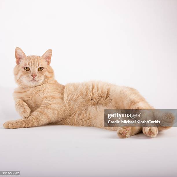 cat lying down - cat lying down stock pictures, royalty-free photos & images