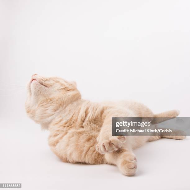 cat lying down - cat lying down stock pictures, royalty-free photos & images