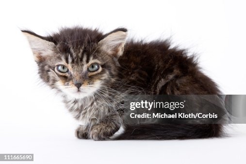 Timid Kitty Timid Kitten High-Res Stock Photo - Getty Images