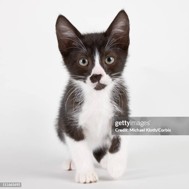 Timid Kitty Timid Cat Photos and Premium High Res Pictures - Getty Images