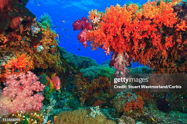 profuse and color ful soft corals, raja ampat islands region of indonesia - raja ampat islands bildbanksfoton och bilder