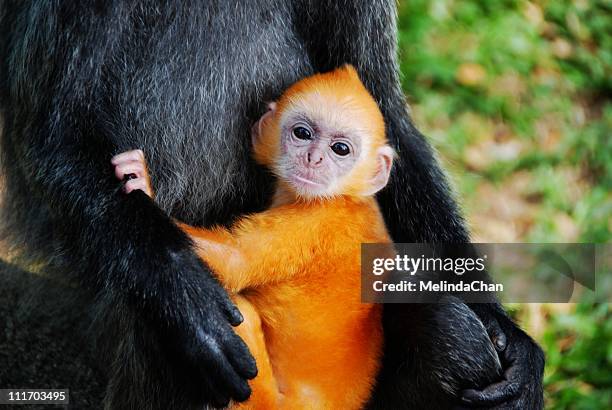 golden silvery lutung baby - silvered leaf monkey stock pictures, royalty-free photos & images