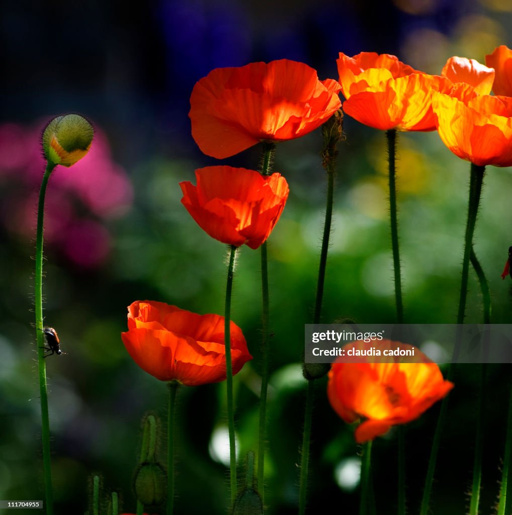 Orange poppies with a little insect