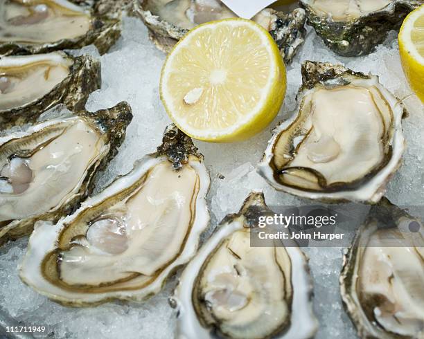 seafood brassiere, oysters, paris - molusco invertebrado - fotografias e filmes do acervo