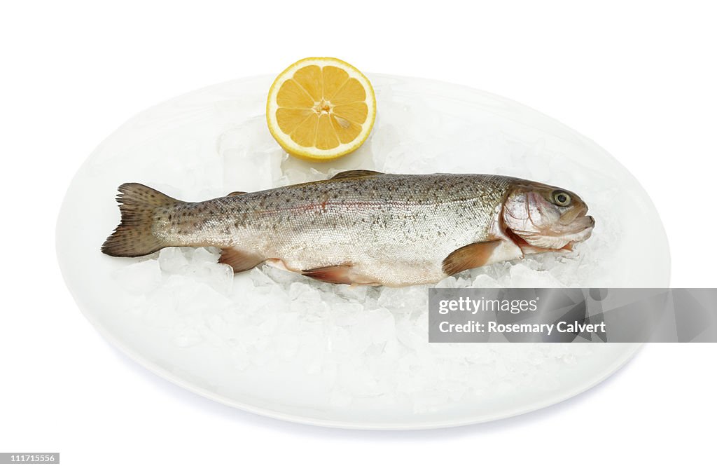 Fresh trout on ice with lemon.