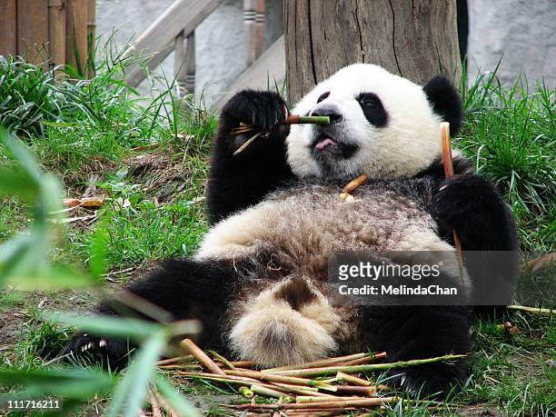 panda - szechuan cuisine stockfoto's en -beelden