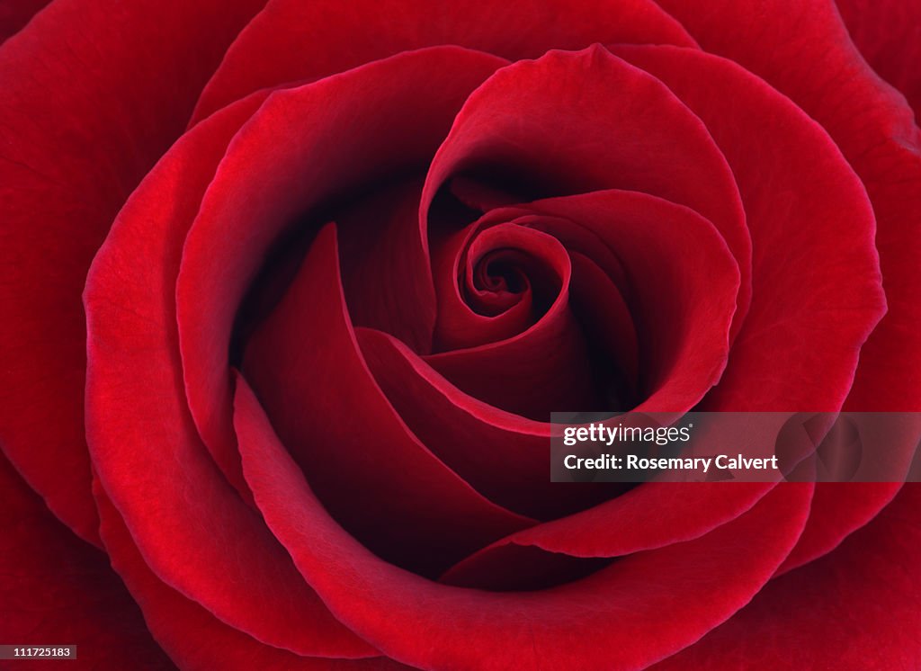 Petals in whirl at center of deep red rose.