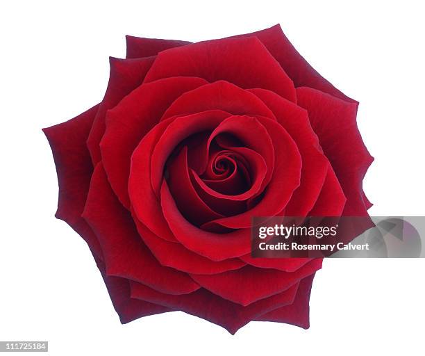 entire deep red rose in close-up. - rose isolated stock pictures, royalty-free photos & images