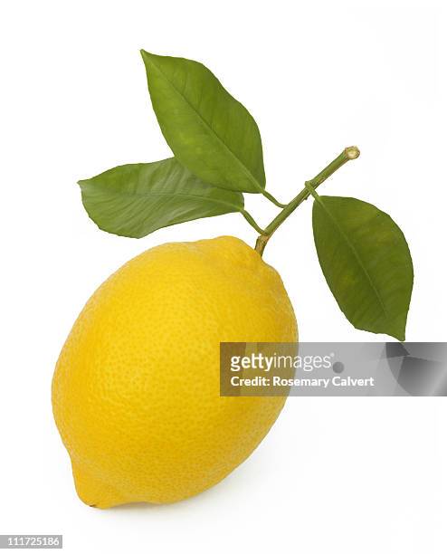 three leaves still attached to ripe lemon. - lemon stockfoto's en -beelden