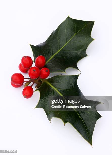 holly leaves with a bunch of red berries. - azevinho imagens e fotografias de stock