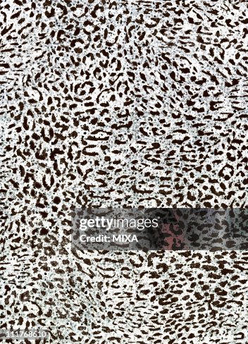 Guopard Pattern Leopard Pattern High-Res Vector Graphic - Getty Images