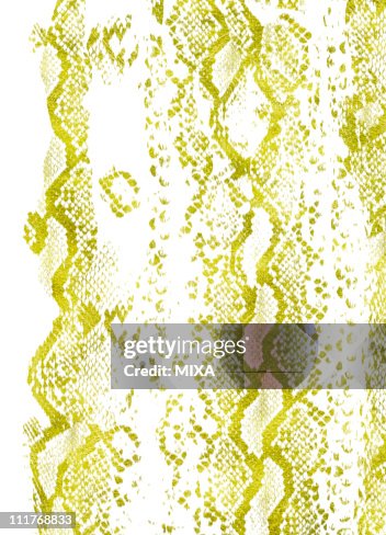 Python Pattern High-Res Vector Graphic - Getty Images