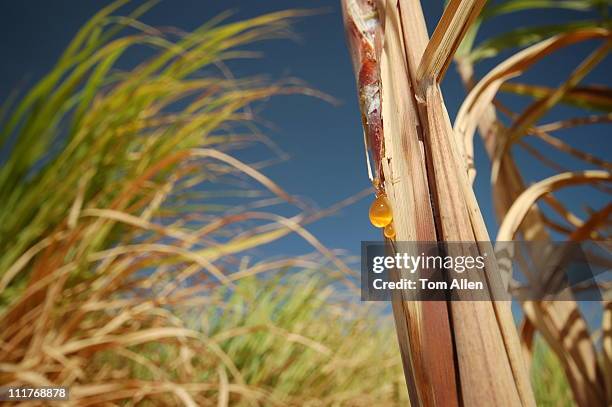 sugar cane fields in egypt - cana de acucar imagens e fotografias de stock