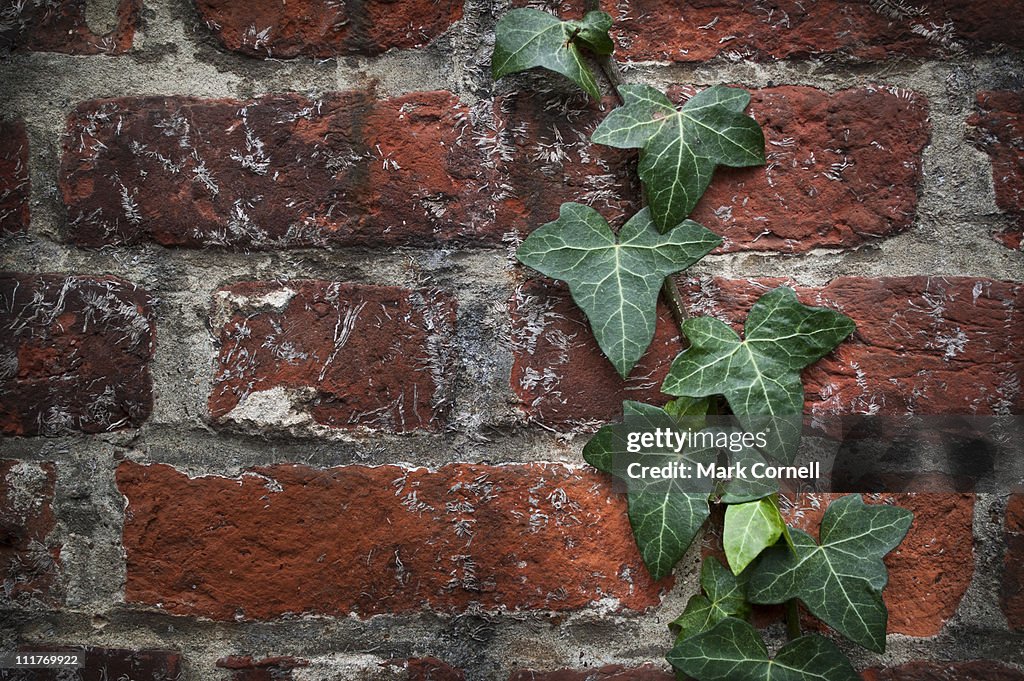 Ivy Covered Wall