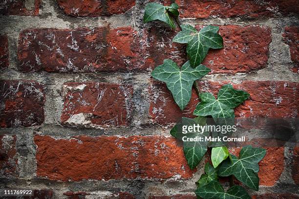 ivy covered wall - ivy stock pictures, royalty-free photos & images