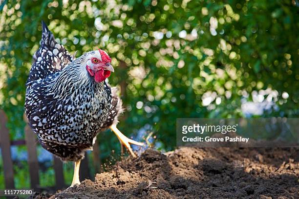 chicken foraging in dirt. - wyandotte plateado fotografías e imágenes de stock