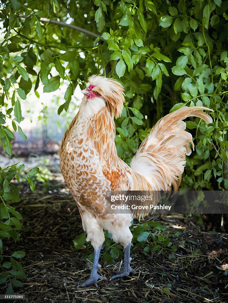 Rooster with green foliage background.