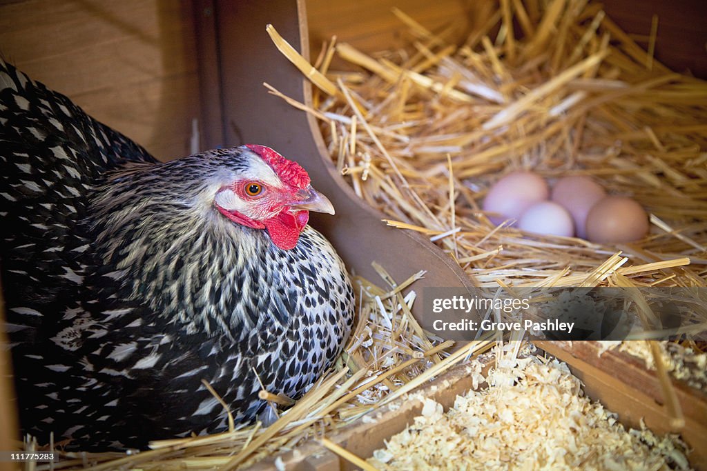 Chicken sitting in coop with eggs.